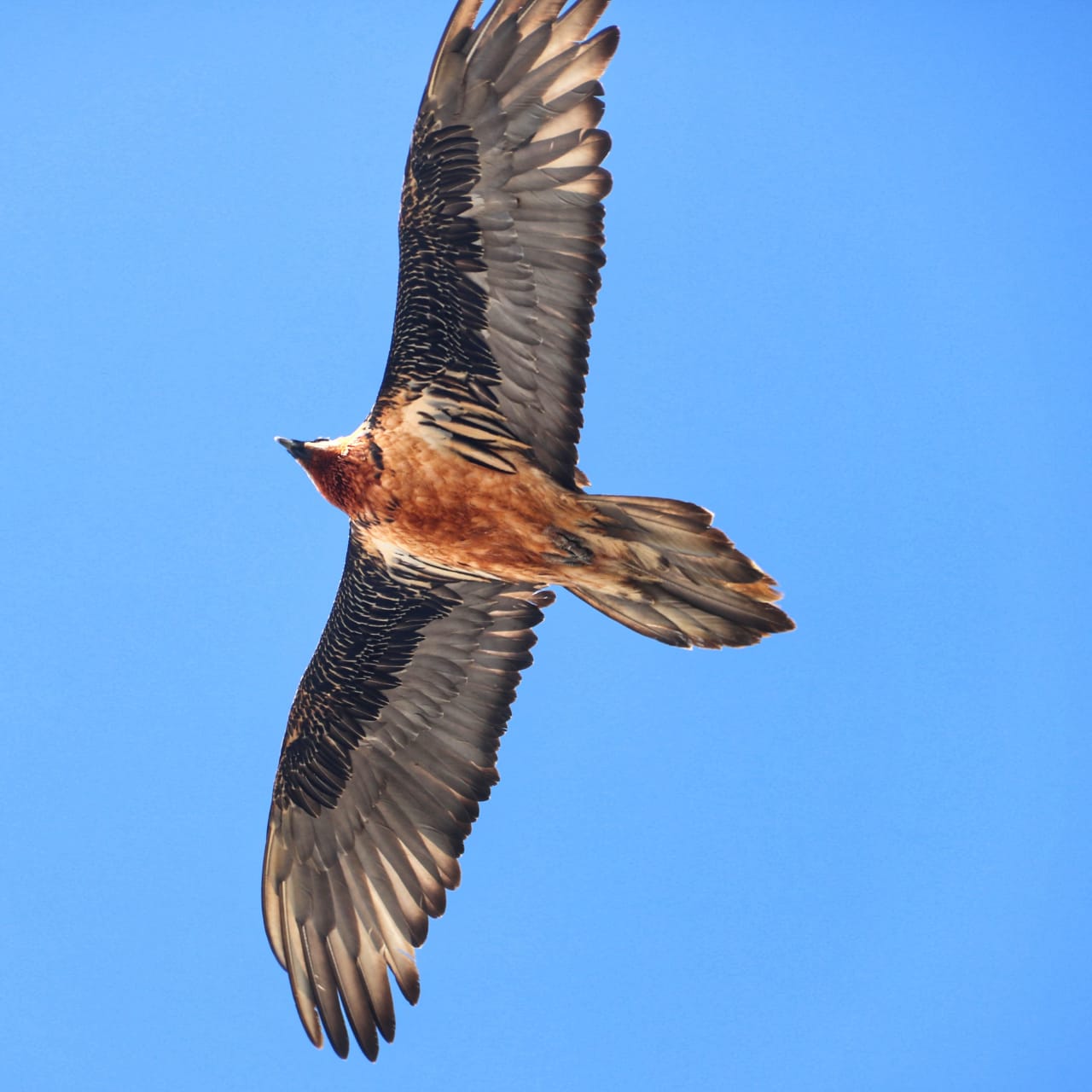 Dhaulagiri Circuit 18 Days Trek